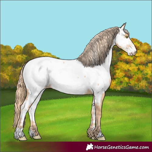 Horse Color:Unknown 