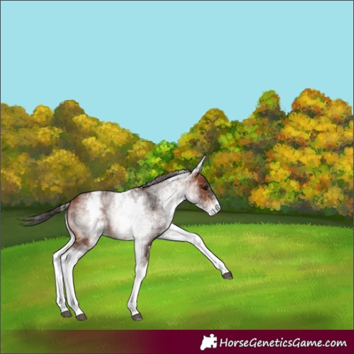 Horse Color:White Spotted Bay