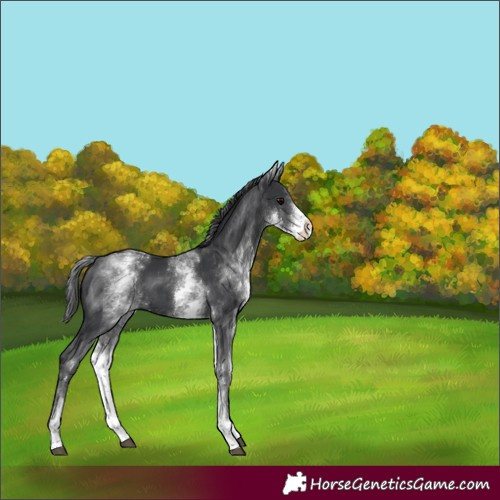 Horse Color:White Spotted Black 