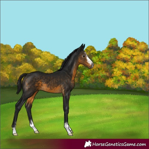 Horse Color:Gray Buckskin