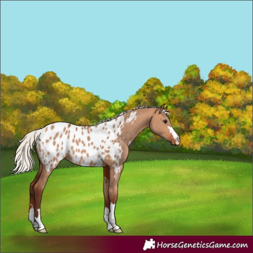Horse Color:Silver Bay Dun Near Leopard 