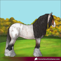 Horse Color:Bay Roan Splash Blanket