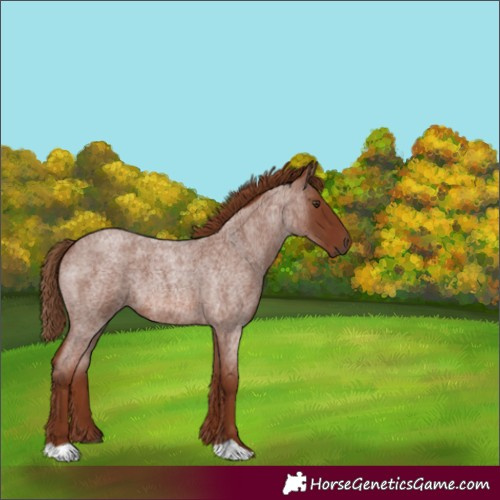 Horse Color:Red Roan