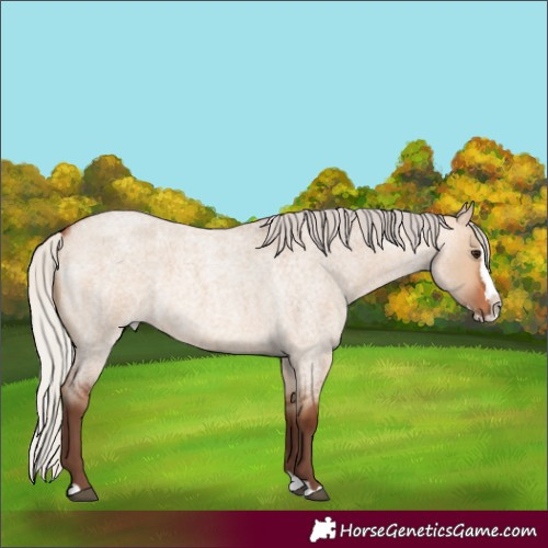 Horse Color:Silver Bay Roan Dun Splash