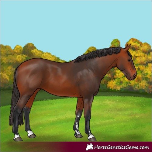 Horse Color:Unknown 