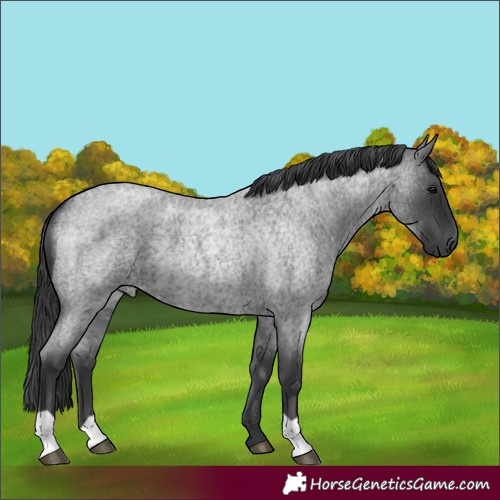 Horse Color:Unknown