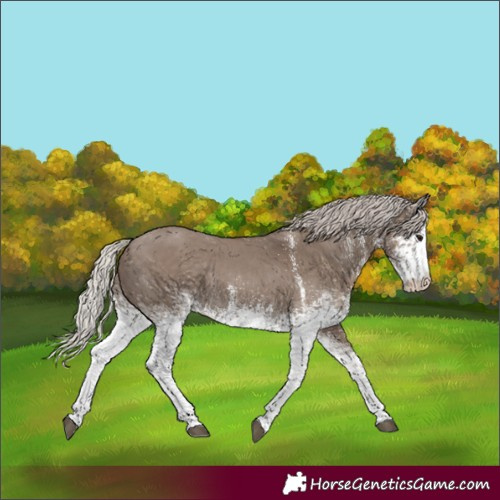 Horse Color:White Spotted Silver Grullo Rabicano 
