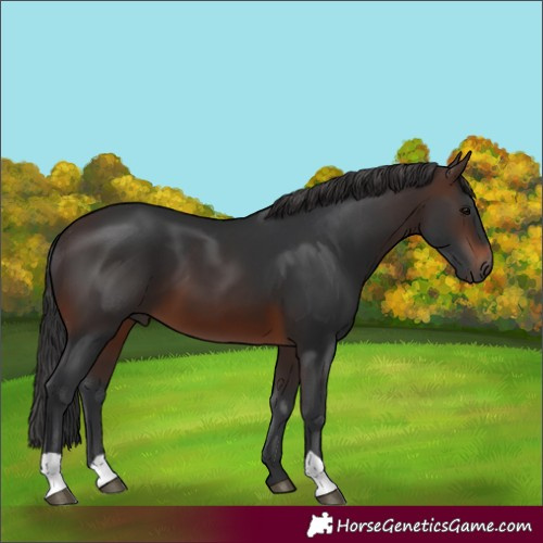 Horse Color:Unknown 