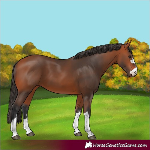 Horse Color:Unknown 