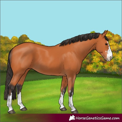 Horse Color:Unknown 