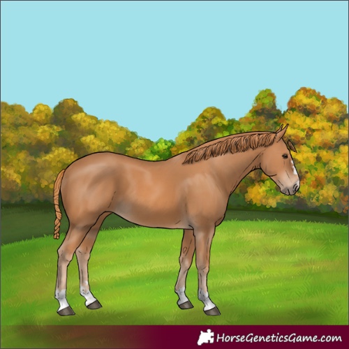 Horse Color:Unknown 