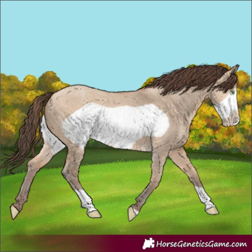 Horse Color:Amber Champagne Dun Frame 