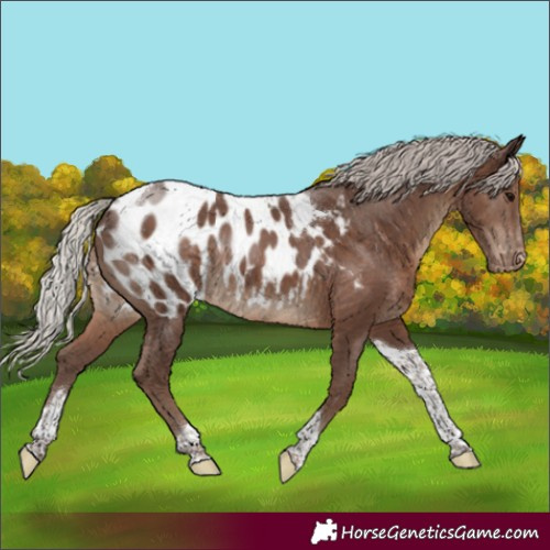 Horse Color:Silver Black Tobiano Blanket Rabicano