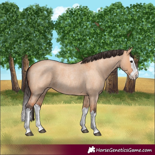 Horse Color:Bay Roan Dun Splash