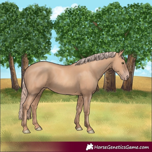 Horse Color:Gold Champagne