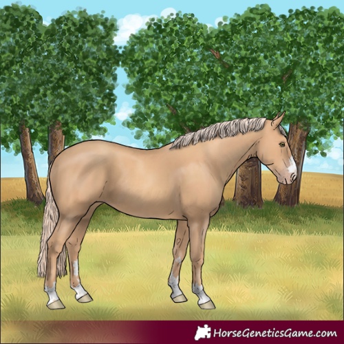 Horse Color:Unknown 