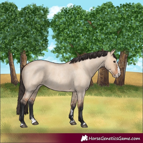 Horse Color:Unknown 