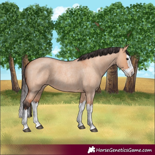 Horse Color:Unknown 