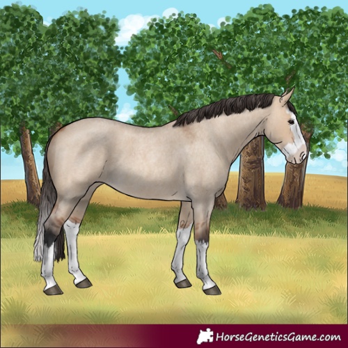 Horse Color:Unknown