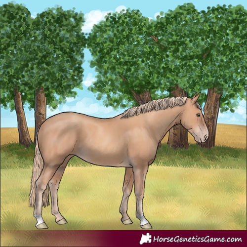 Horse Color:Unknown