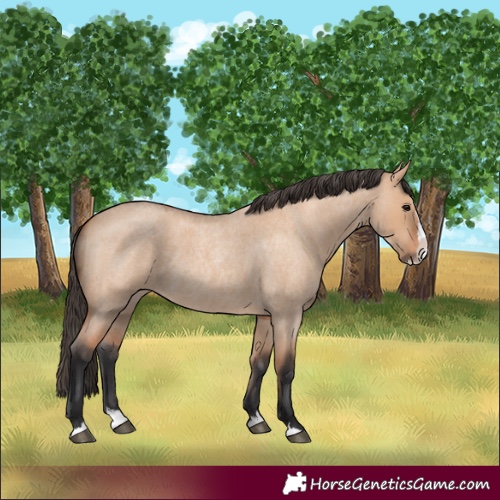 Horse Color:Unknown