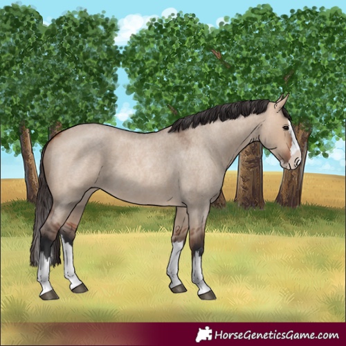 Horse Color:Unknown