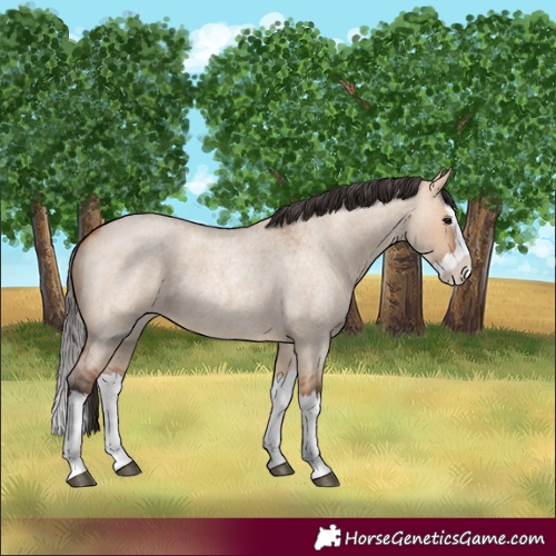 Horse Color:Unknown