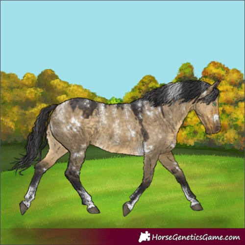 Horse Color:Powder White White Spotted Buckskin Dun 