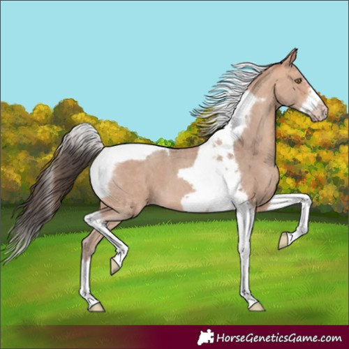 Horse Color:Amber Champagne Sabino Splash Tobiano Frame