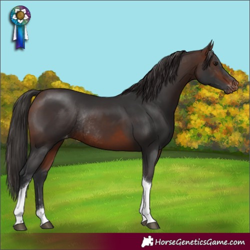 Horse Color:Brown Tobiano Varnish Rabicano 