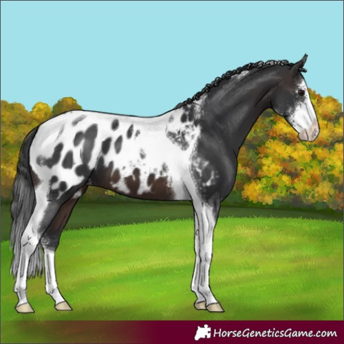 Horse Color:Brown Sabino Tobiano Blanket 