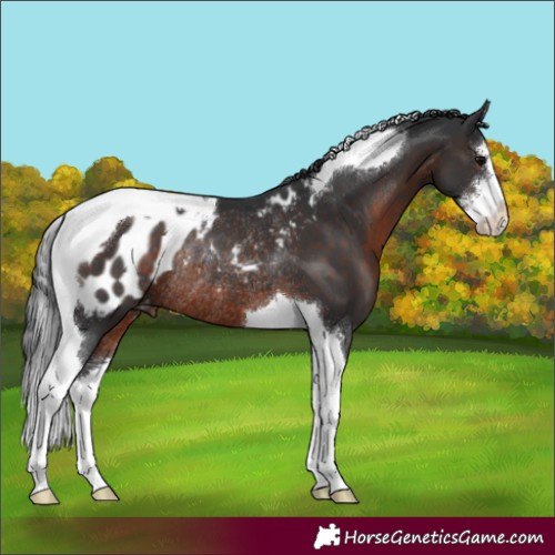 Horse Color:Brown Sabino Tobiano Blanket Rabicano 