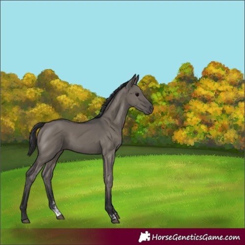 Horse Color:Grullo Sabino Rabicano 