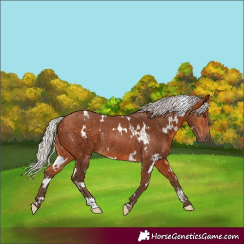 Horse Color:White Spotted Silver Bay Rabicano 