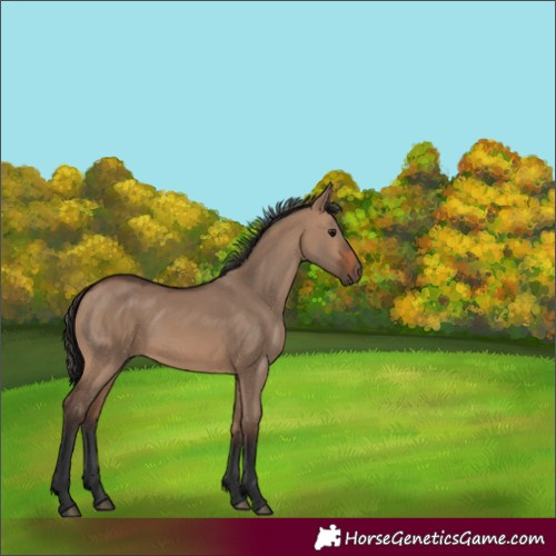 Horse Color:Brown Dun Rabicano