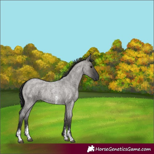 Horse Color:Grullo Roan Sabino Rabicano 
