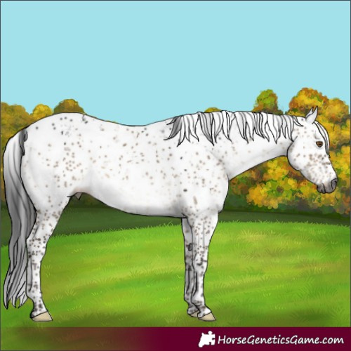 Horse Color:Gray Brown Dun Mushroom Sabino
