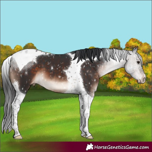 Horse Color:Brown Mushroom Tobiano Blanket