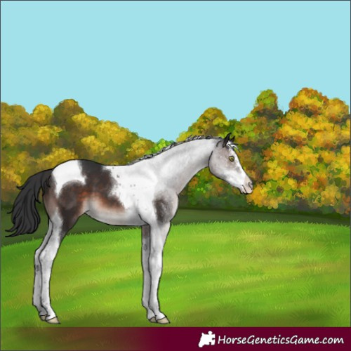 Horse Color:Brown Mushroom Sabino Tobiano