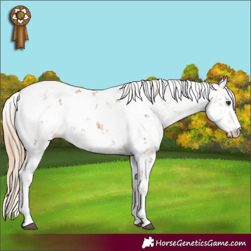 Horse Color:Chestnut Sabino 