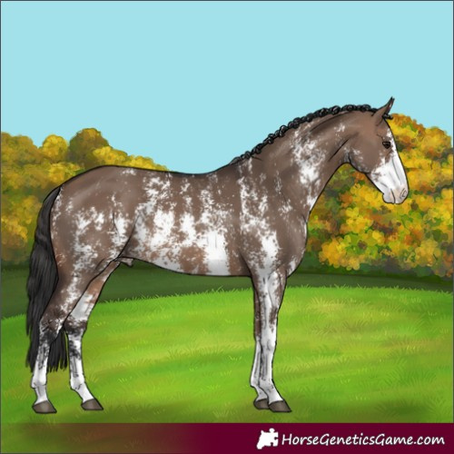 Horse Color:Brown Dun Sabino Rabicano 