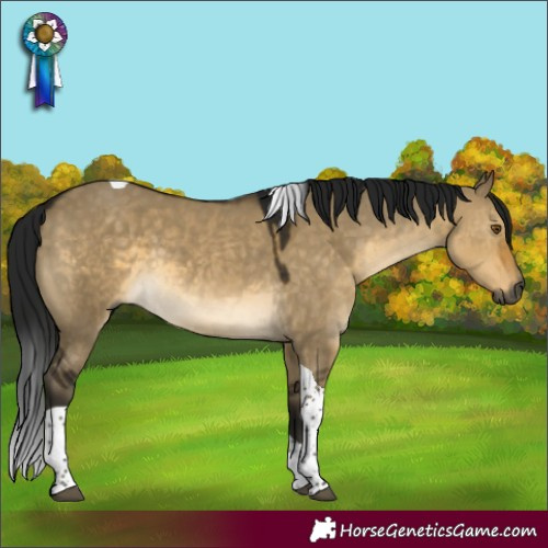 Horse Color:Gray Buckskin Dun Mushroom Tobiano