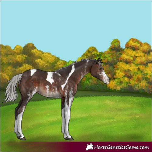 Horse Color:White Spotted Silver Brown Mushroom Tobiano 