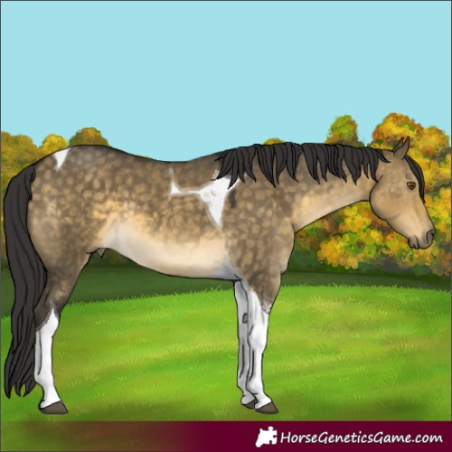Horse Color:Buckskin Dun Mushroom Tobiano