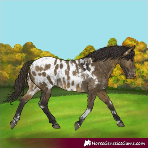 Horse Color:White Spotted Buckskin Dun Blanket Rabicano 