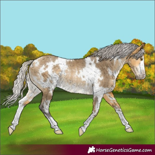 Horse Color:White Spotted Silver Buckskin Dun Rabicano 