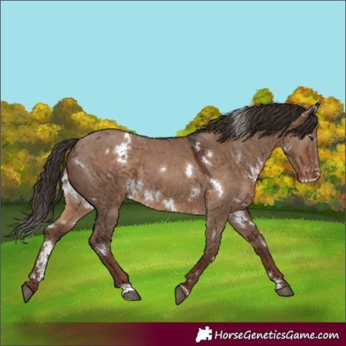 Horse Color:White Spotted Liver Red Dun Varnish 