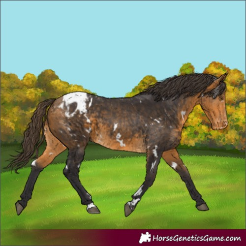 Horse Color:White Spotted Buckskin Blanket 