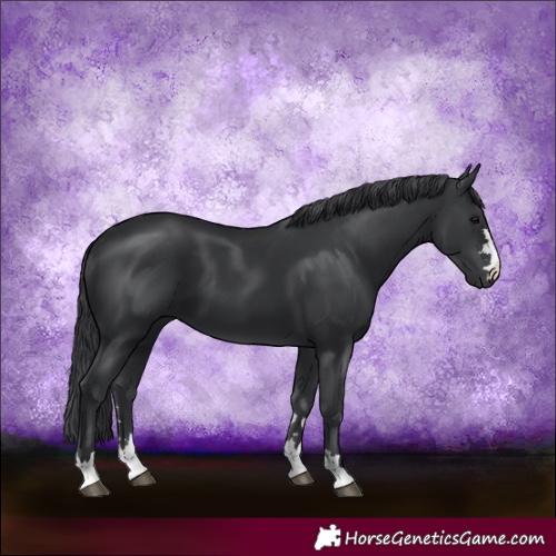 Horse Color:Black 