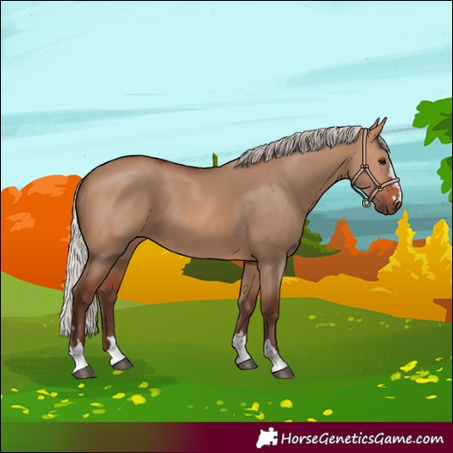 Horse Color:Silver Bay Dun